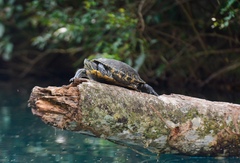 Trachemys venusta cataspila