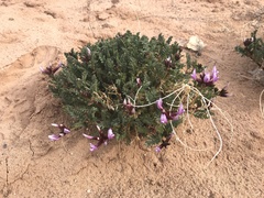 Astragalus preussii