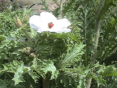 Argemone platyceras