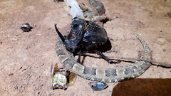 Coprophanaeus ensifer