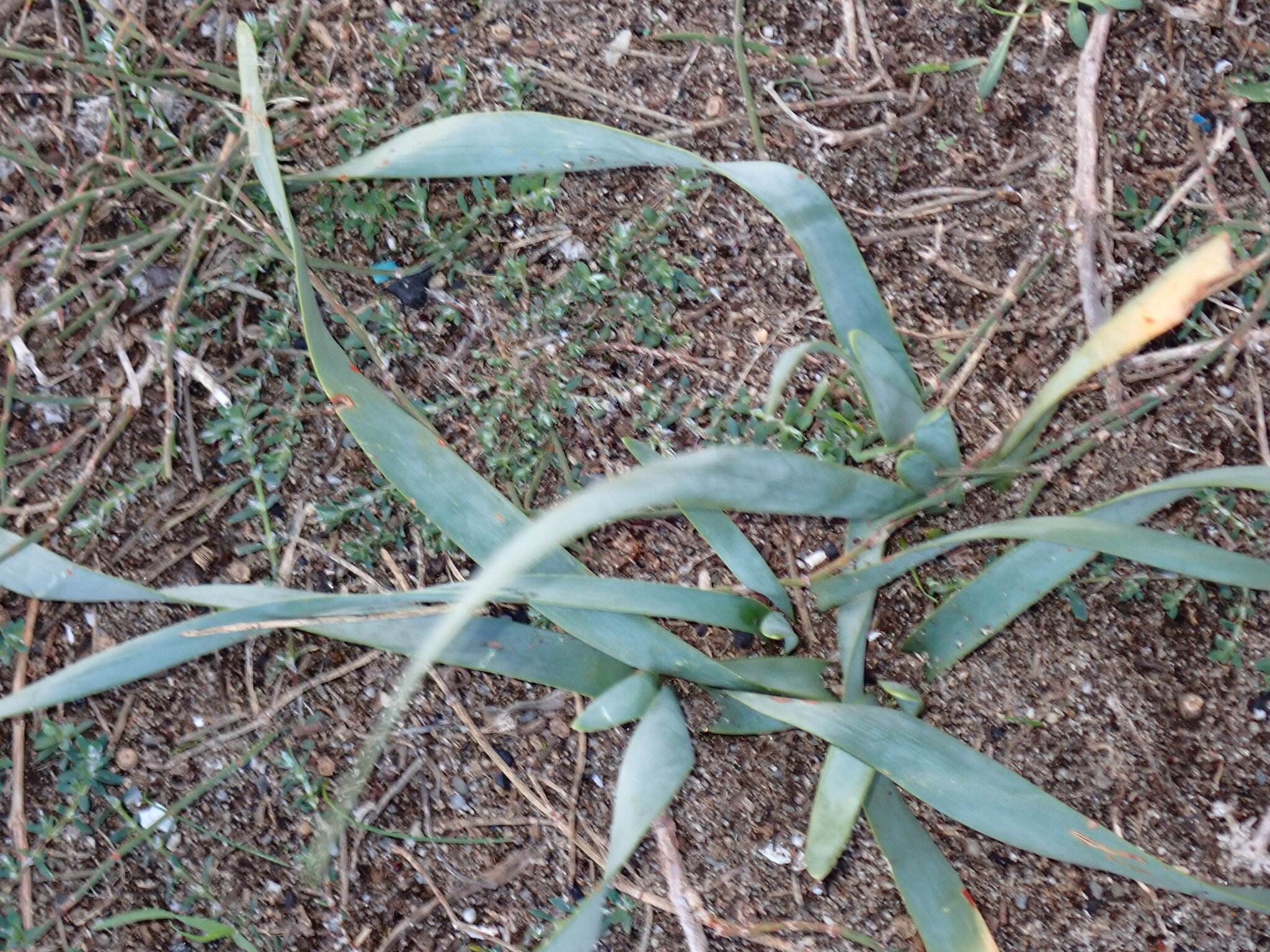 Sea-Daffodil (Pancratium maritimum)
