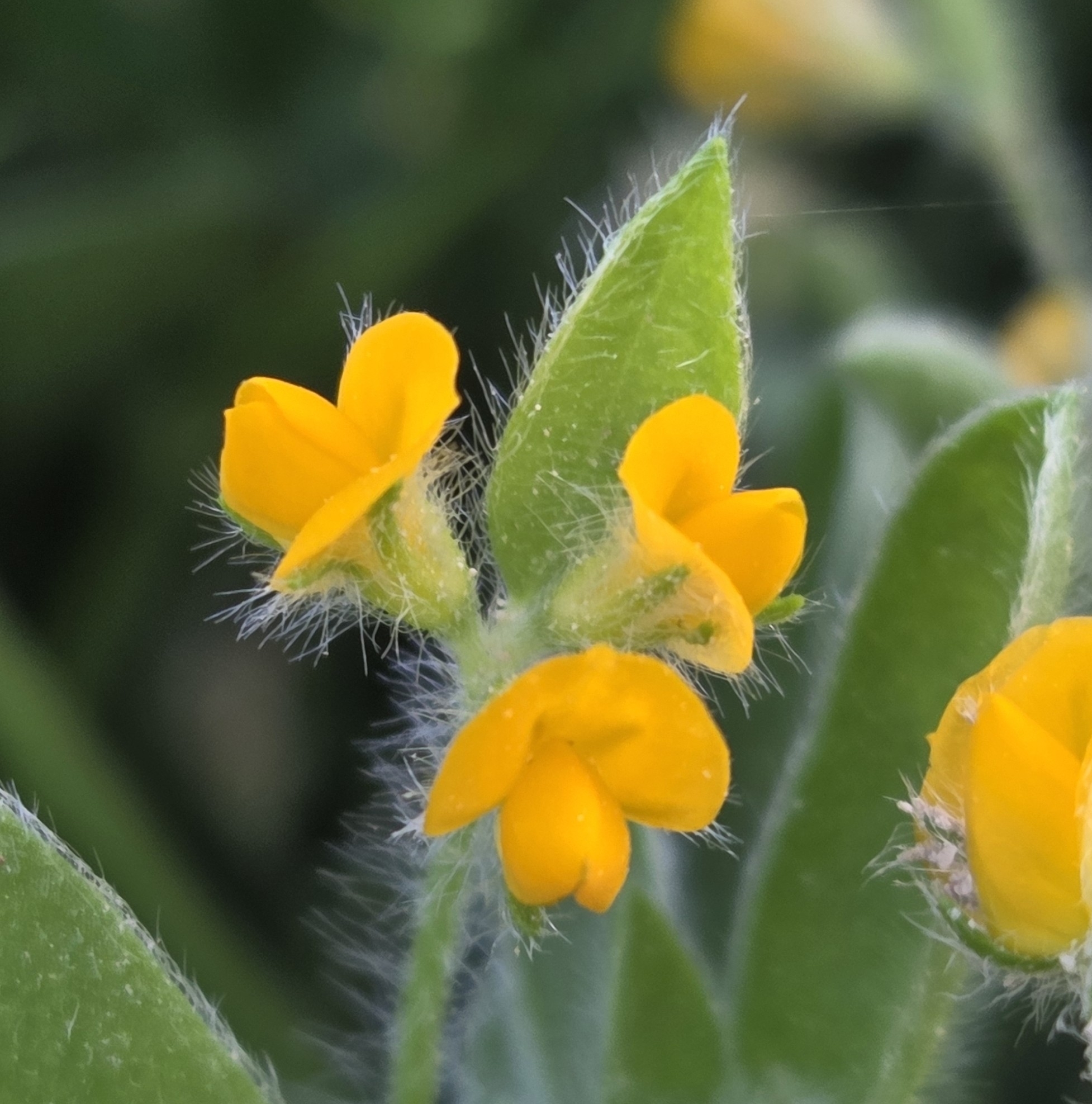 Disc Trefoil (Anthyllis circinnata)