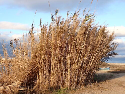 giant reed (Arundo donax)