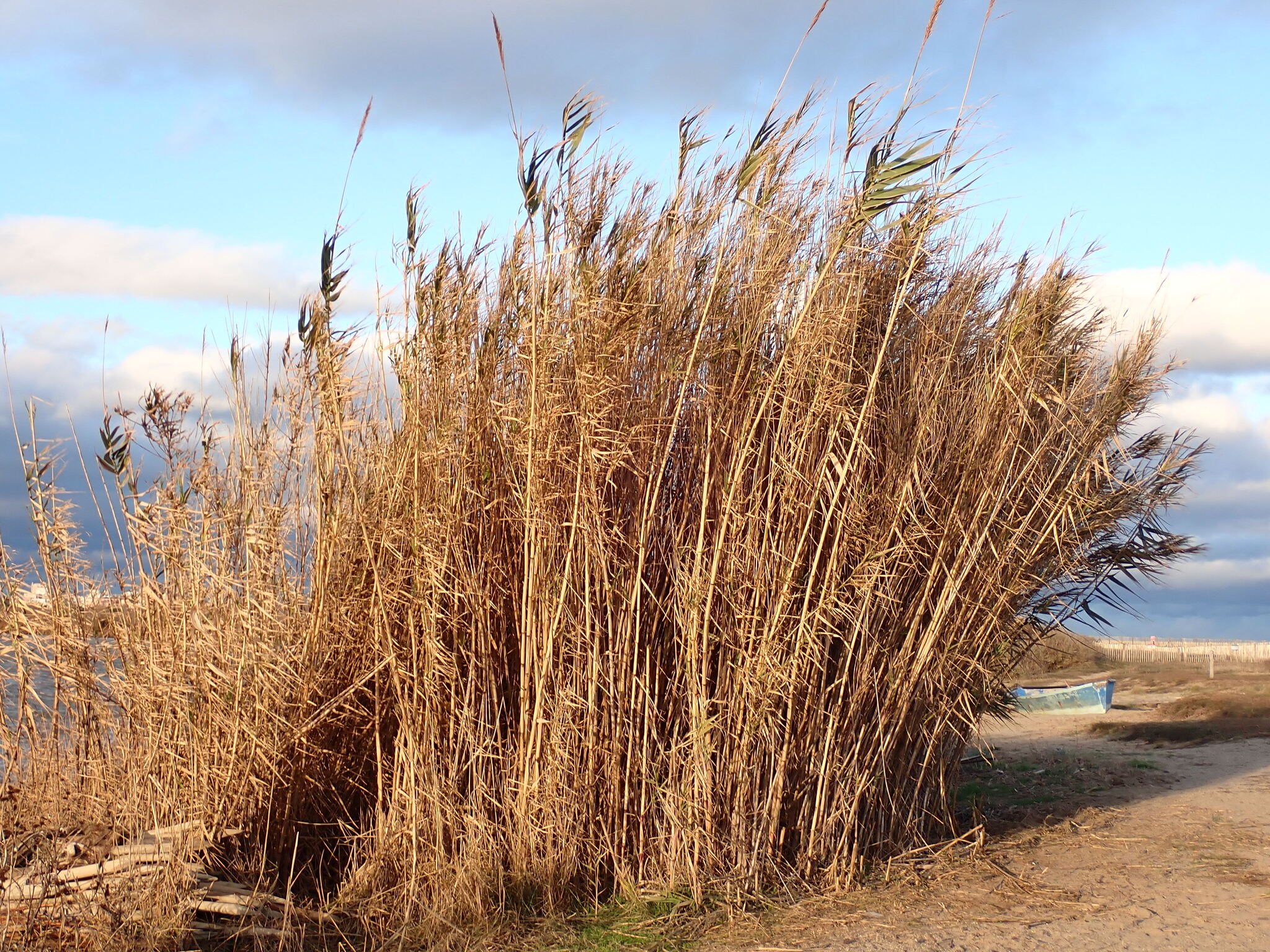 Giant Reed (Arundo donax)