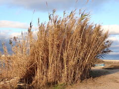 Canne De Provence (Arundo donax)