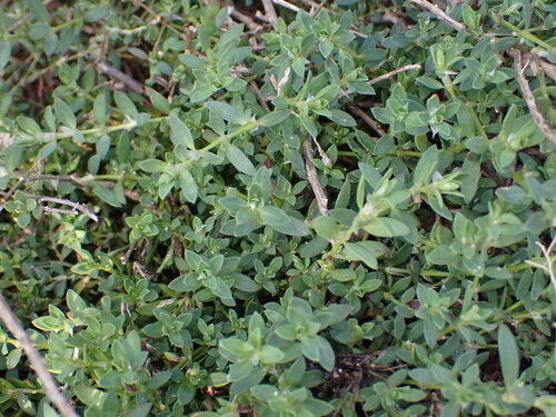 Algerian Tea (Paronychia argentea)