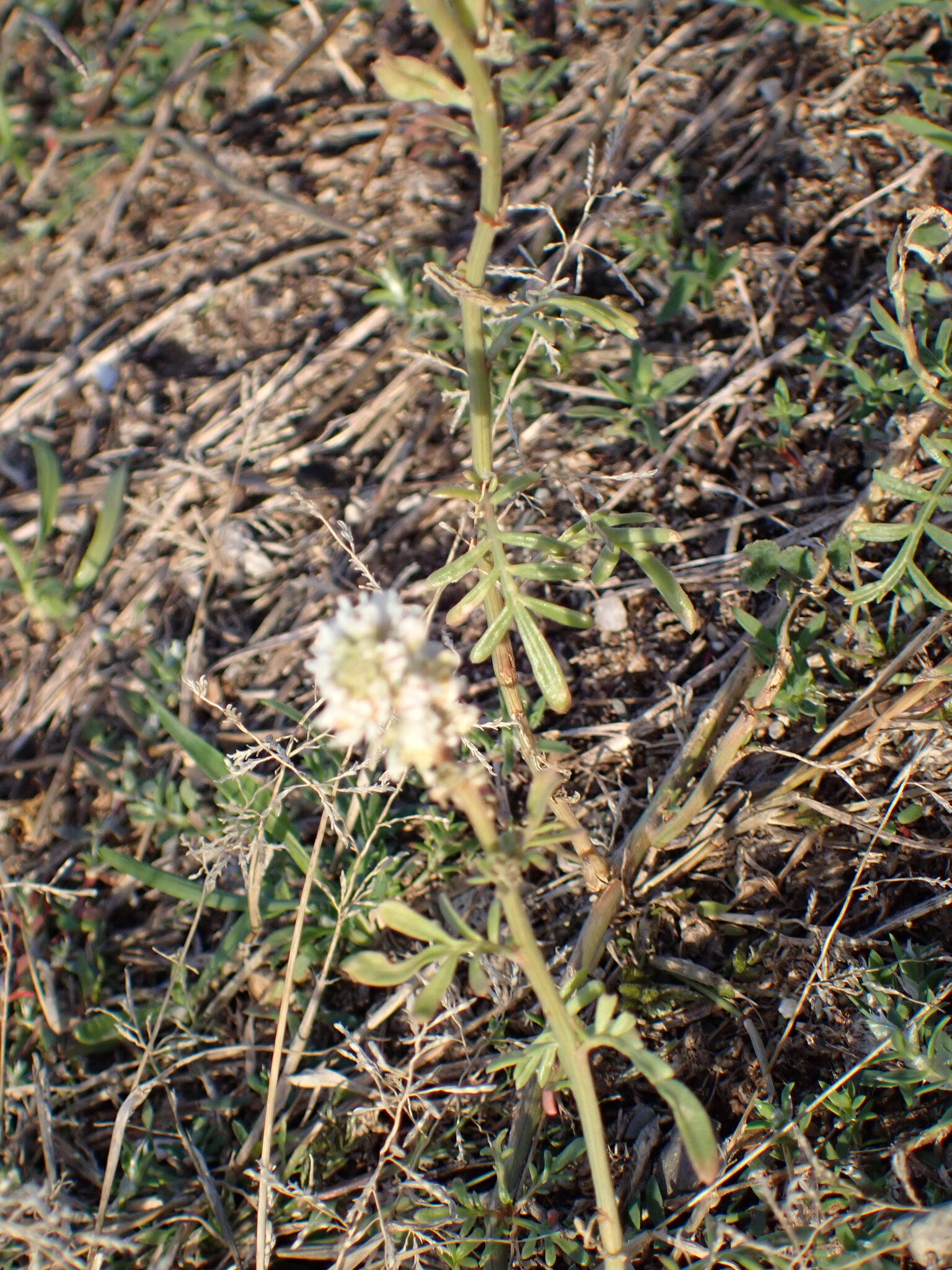 White Upright Mignonette (Reseda alba)