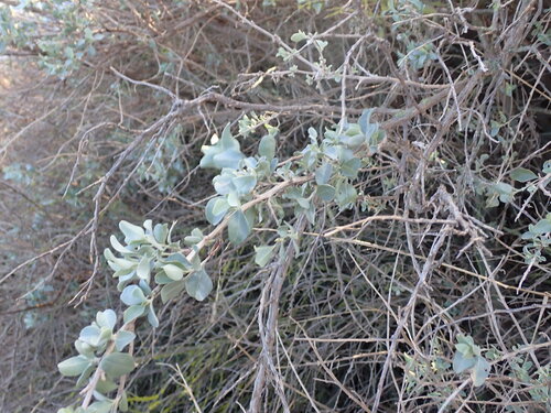 Mediterranean Saltbush (Atriplex halimus)