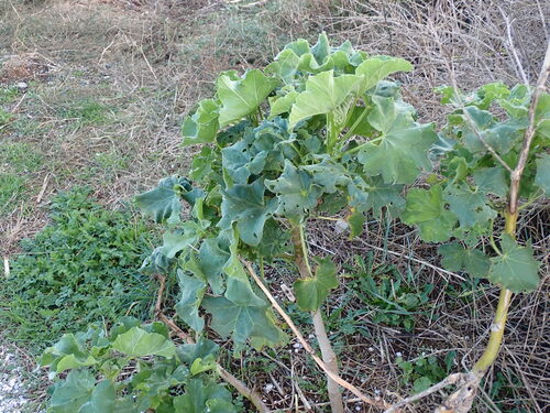 Tree Mallow (Malva arborea)