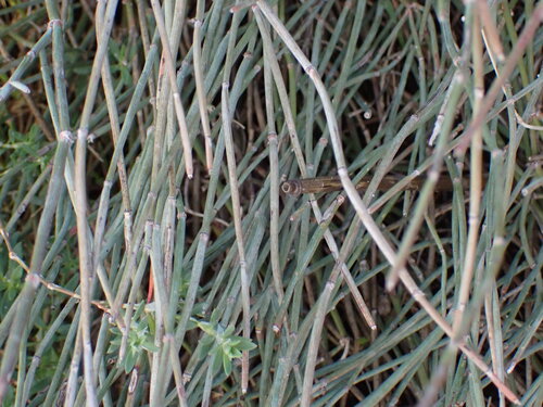 European Ephedra (Ephedra distachya)