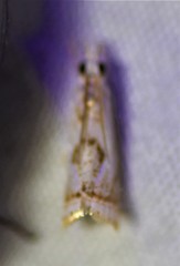 Microcrambus kimballi