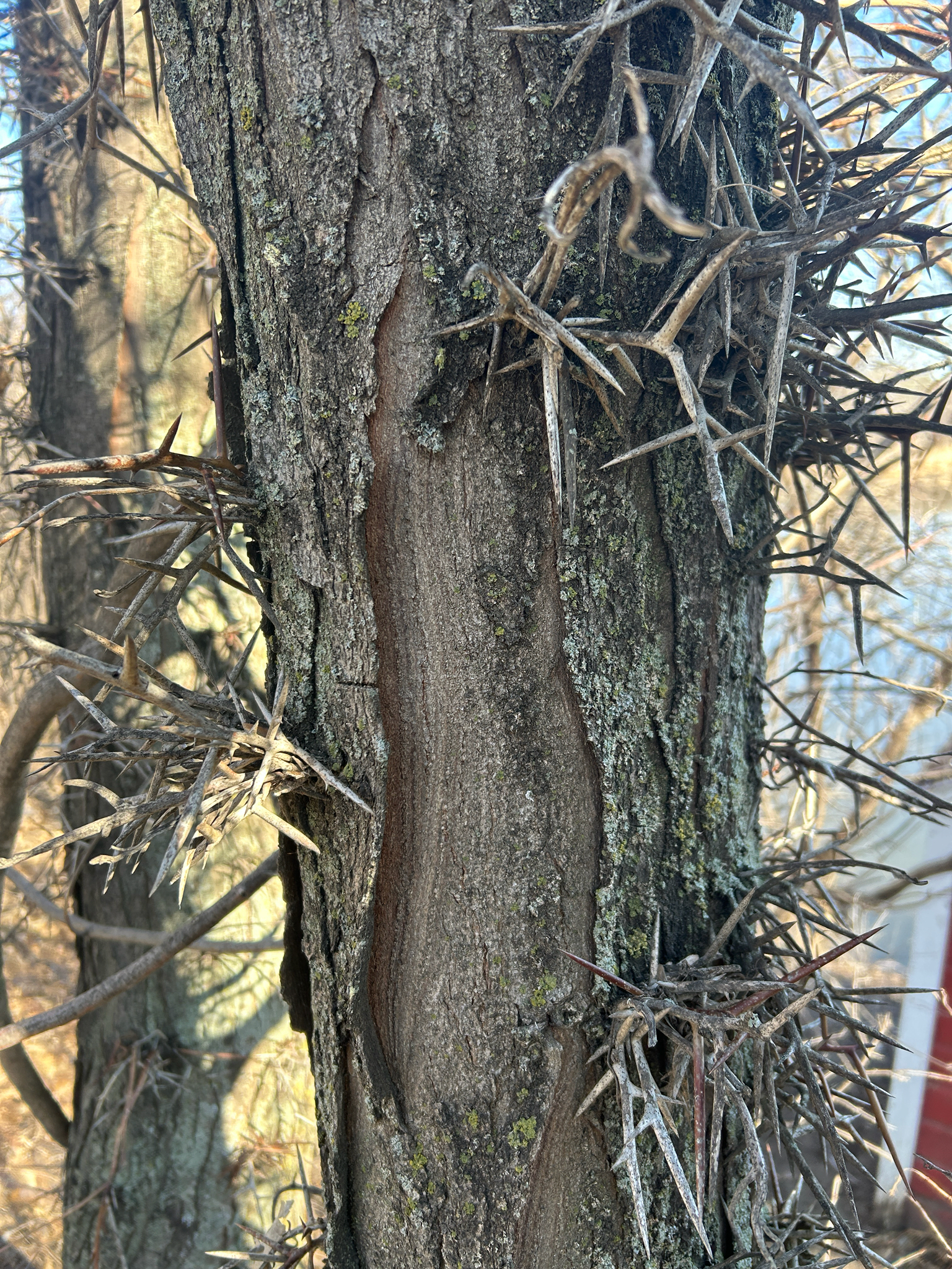 Honey Locust (Gleditsia triacanthos)