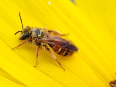 Andrena prunorum