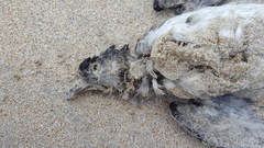 Pelecanoides urinatrix