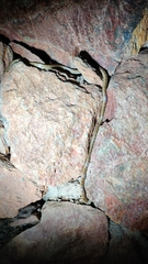 Oligodon taeniolatus