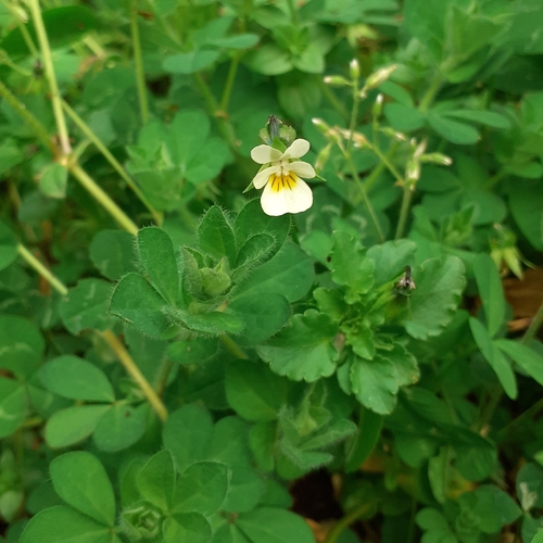 Field Pansy (Viola arvensis)