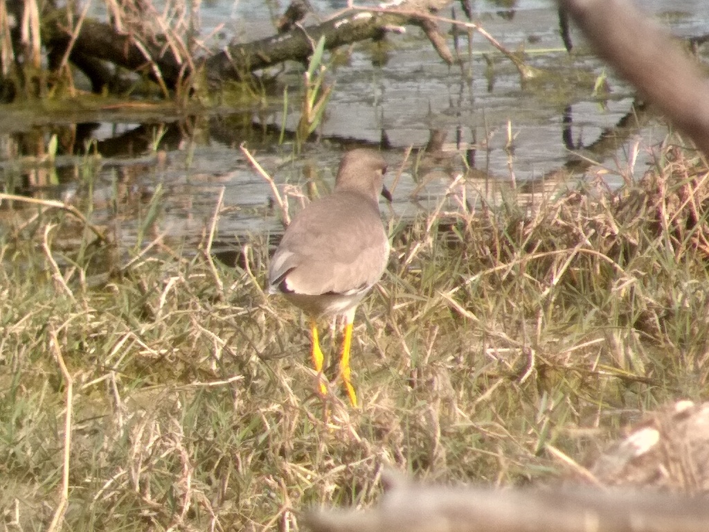 White-tailed Lapwing
