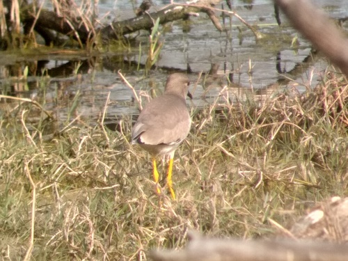 White-tailed Lapwing (Vanellus leucurus), photo 8