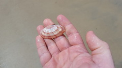 Gari convexa
