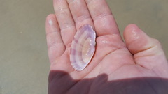 Gari convexa