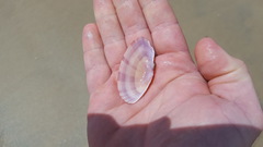 Gari convexa