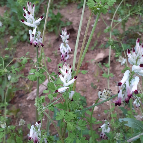 White Ramping Fumitory (Fumaria capreolata)