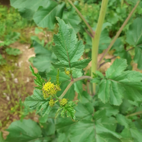 Rhamphospermum Nigrum (Mutarda nigra)