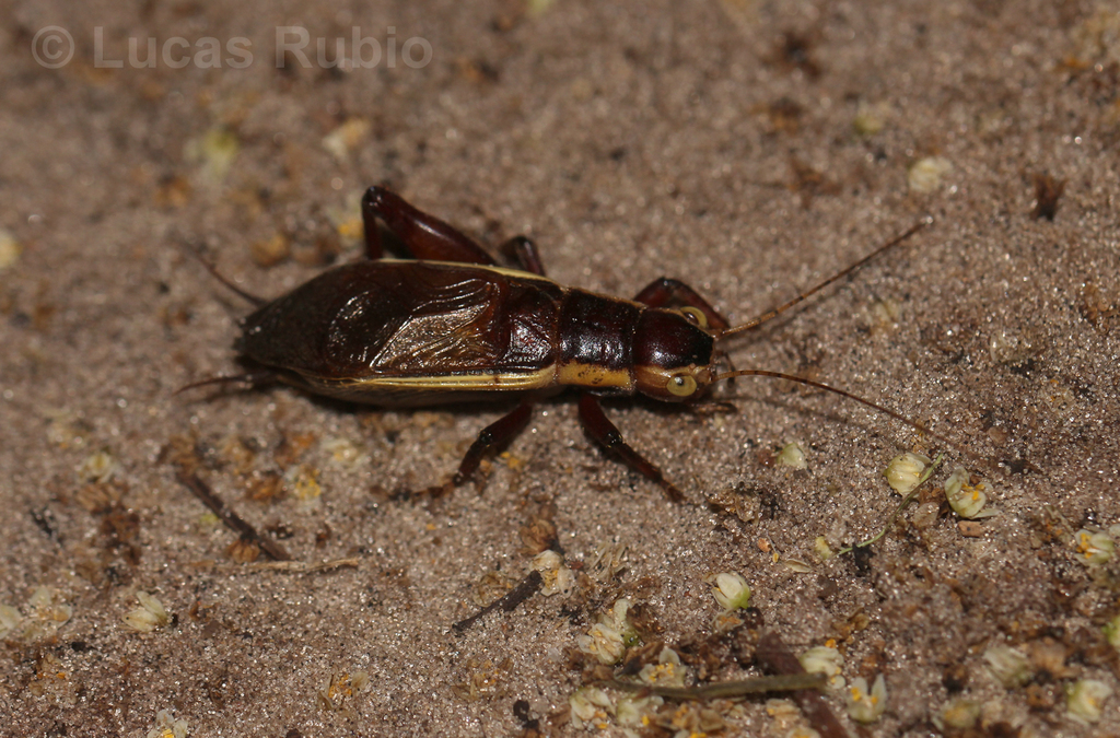 Amblyrhethus lineatus