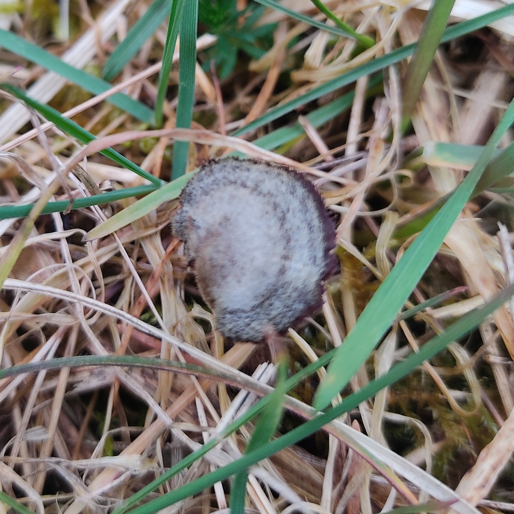 Auriscalpium vulgare · April 2026 · photo: © juliusp (iNaturalist, cc-by)
