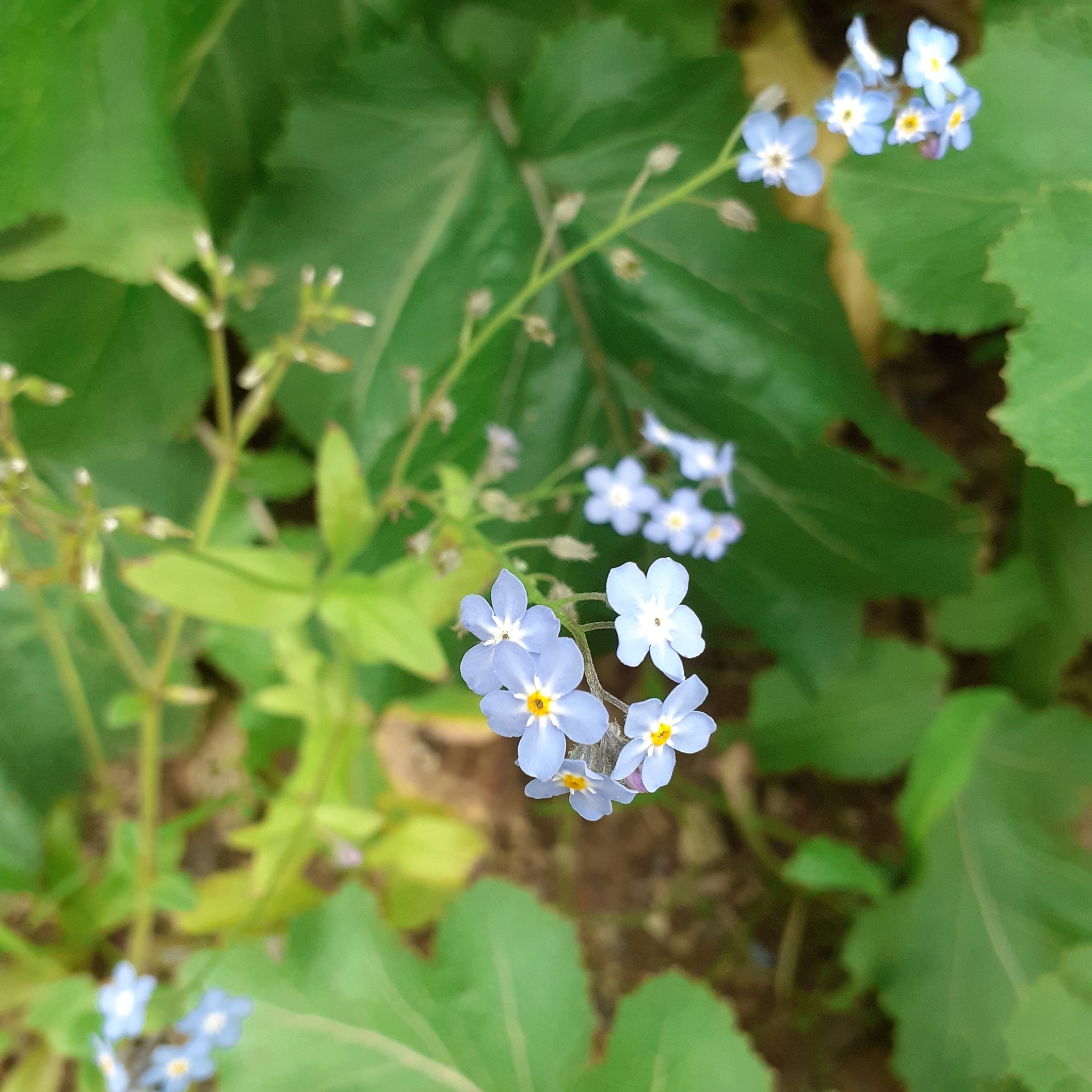 Wood Forget-Me-Not (Myosotis sylvatica)