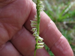 Spiranthes brevilabris