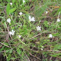 Mononeuria nuttallii