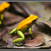 Black-legged Poison Frog - Photo (c) Lee Hancock, some rights reserved (CC BY-NC)