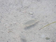 Floridichthys polyommus