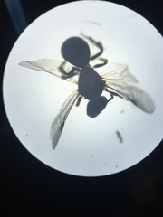 Austrevylaeus