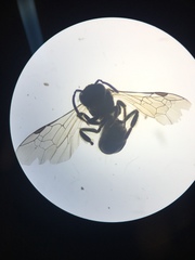 Austrevylaeus
