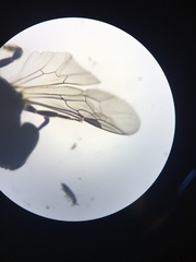 Austrevylaeus