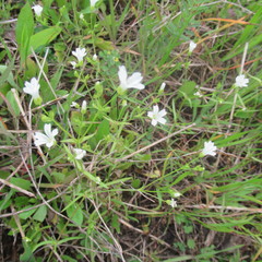 Mononeuria nuttallii