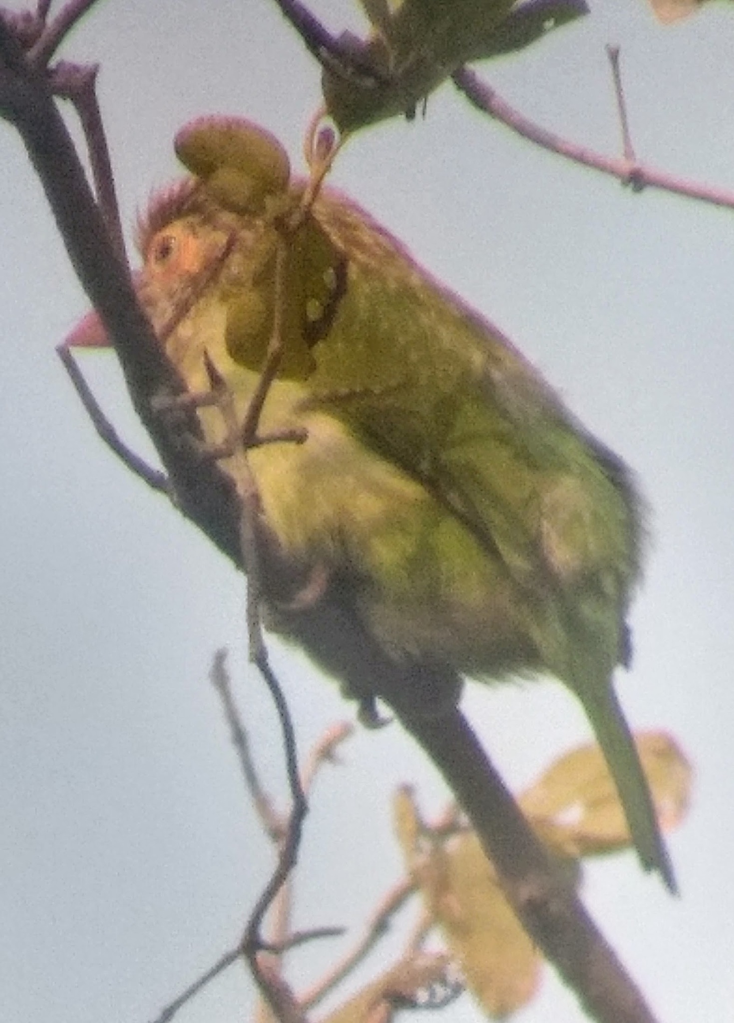 Brown-headed Barbet