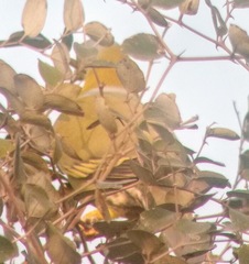 Treron phoenicopterus