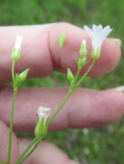 Mononeuria nuttallii