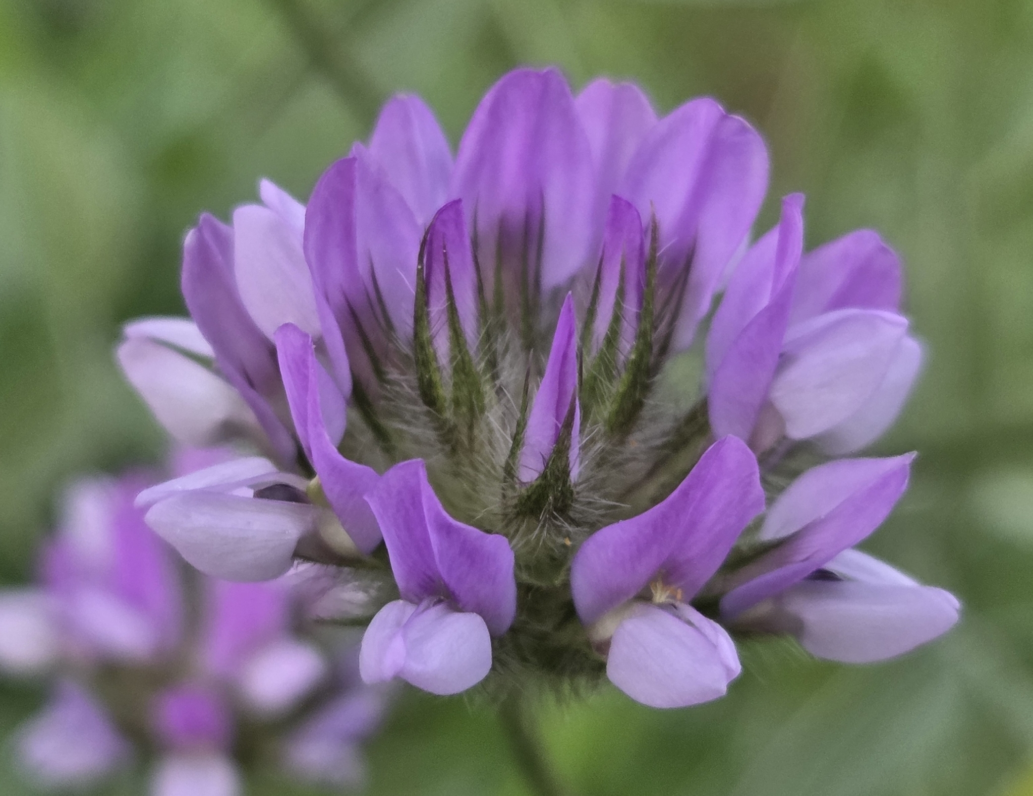 Arabian Pea (Bituminaria bituminosa)