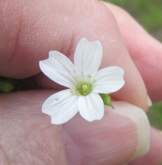 Mononeuria nuttallii