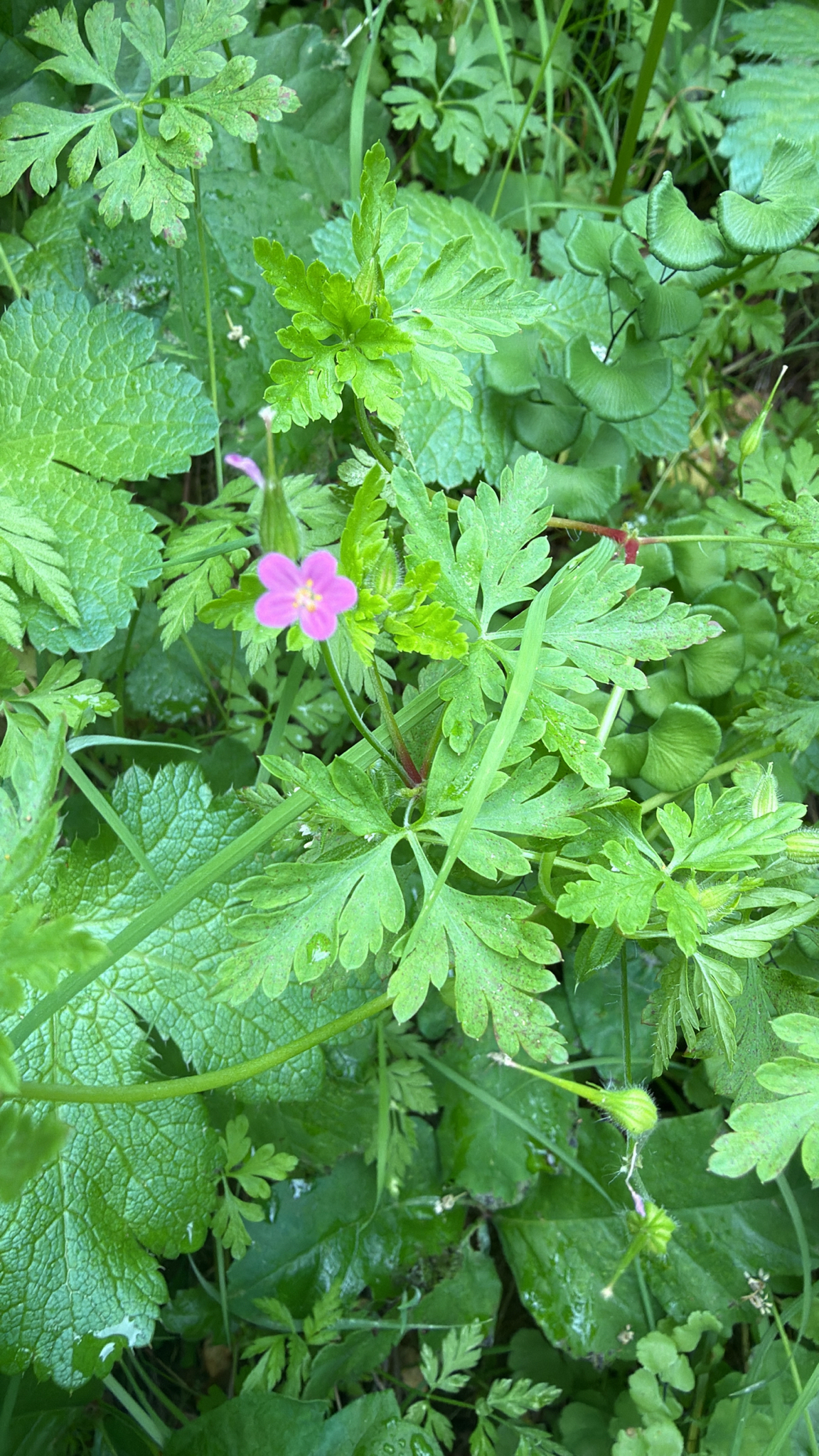 Little-Robin (Geranium purpureum)