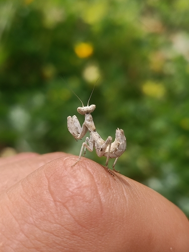 European Dwarf Mantis