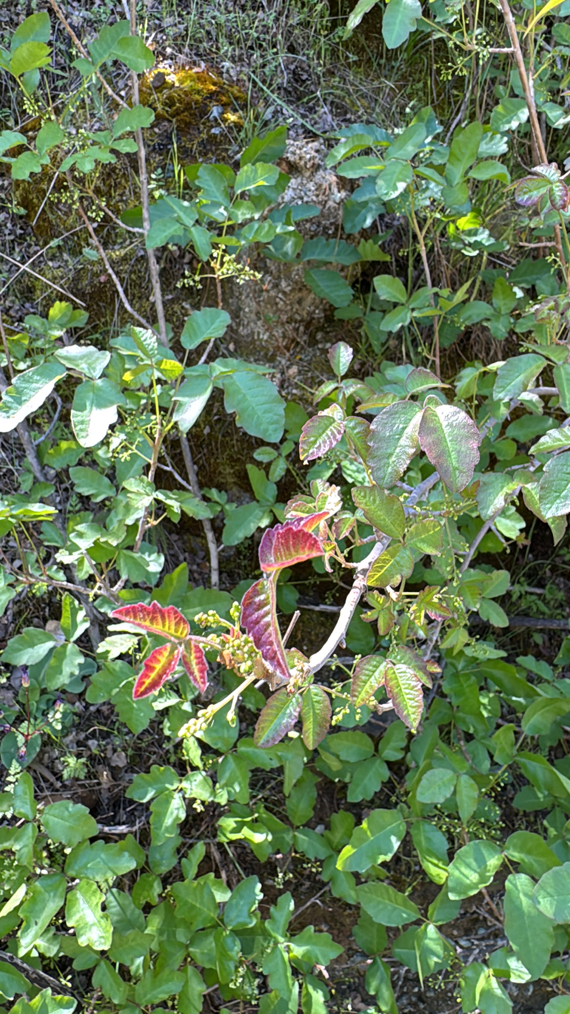 Pacific Poison-Oak (Toxicodendron diversilobum)