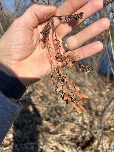 false indigo bush