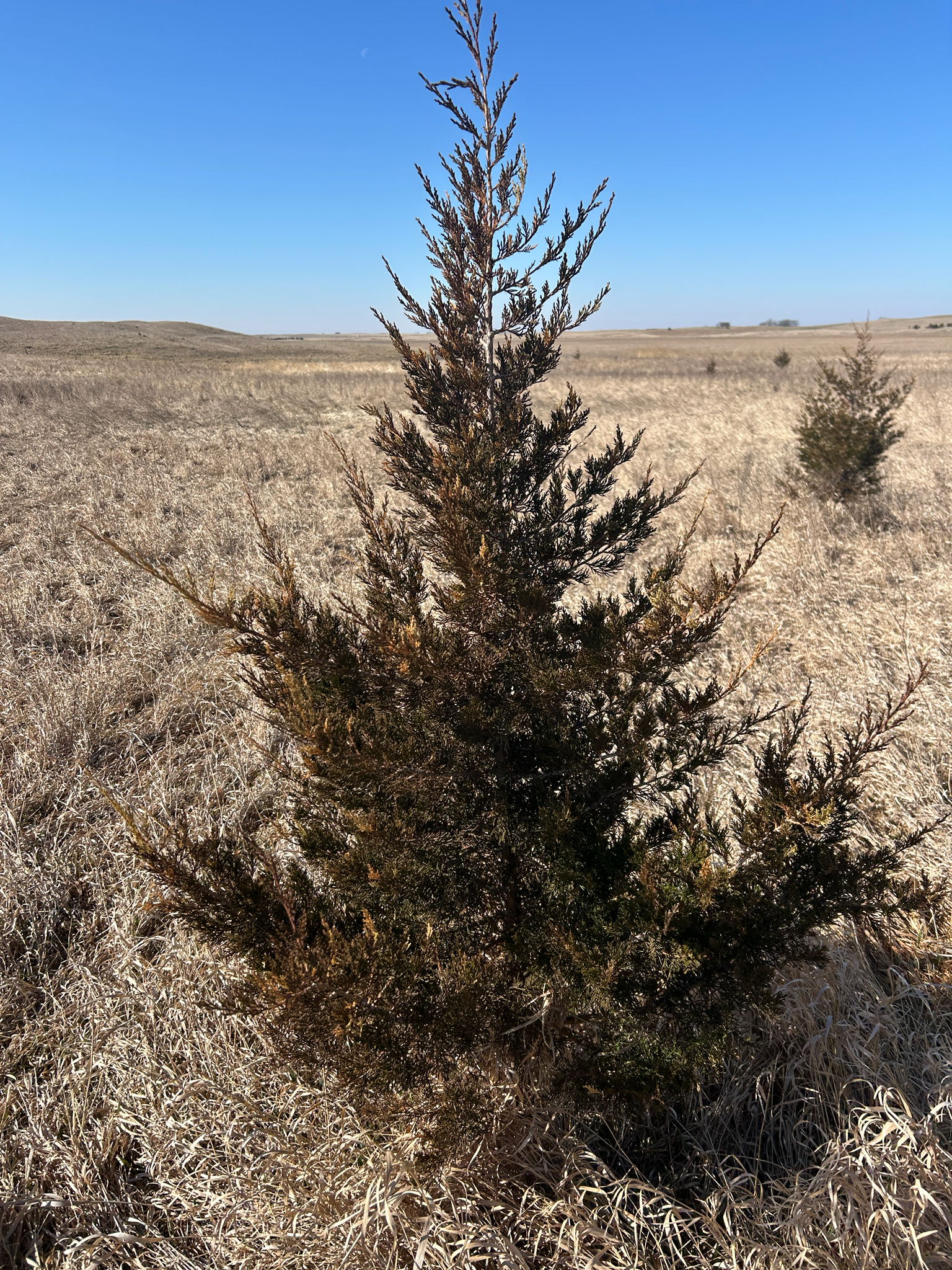 Eastern Redcedar (Juniperus virginiana)
