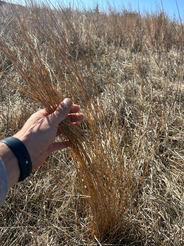 little bluestem (Schizachyrium scoparium)
