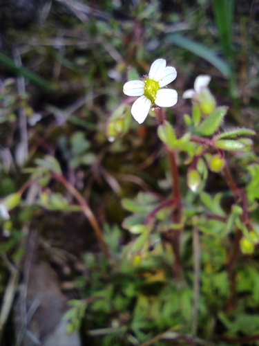Rue-leaved Saxifrage (Saxifraga tridactylites)